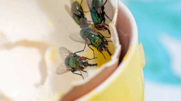 5 easy hacks to keep housefly away from kitchen permanently