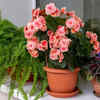 Geranium provides long-blooming season