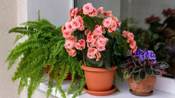 Geranium provides long-blooming season
