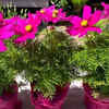 Cosmos provide airy natural beauty