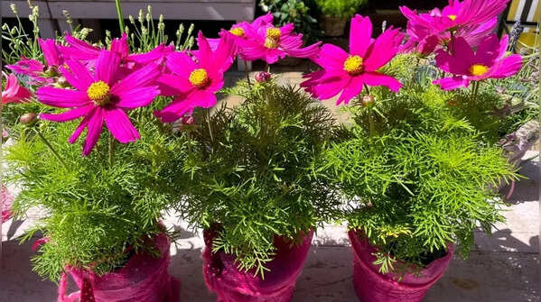 Cosmos provide airy natural beauty