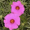Portulaca tolerates extreme summer heat