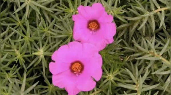 Portulaca tolerates extreme summer heat