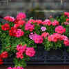 Zinnias are perfect in sunny locations