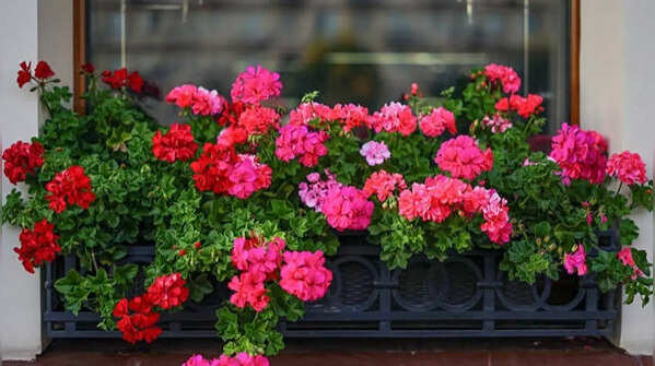 Zinnias are perfect in sunny locations