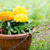 Marigolds grow easily and blooms for long
