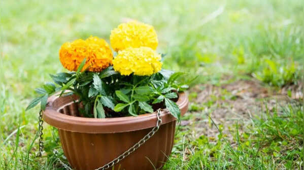 Marigolds grow easily and blooms for long