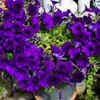 Petunia provides beautiful overflowing pots
