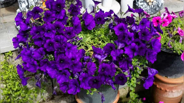 Petunia provides beautiful overflowing pots