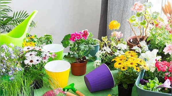 7 easy container flowers to grow in May for nonstop summer colour
