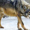 Wolves can travel very long distances