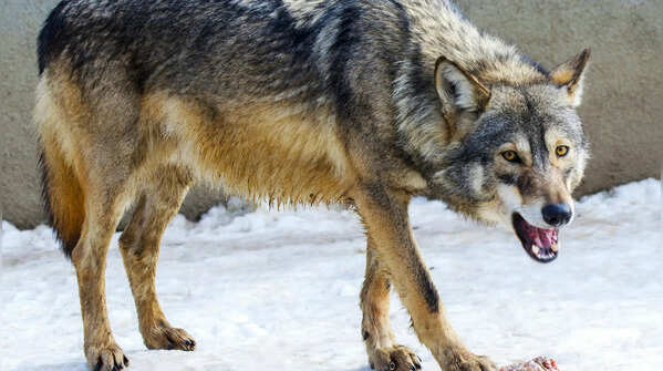 Wolves can travel very long distances