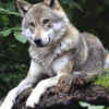 Wolves quietly shape entire ecosystems