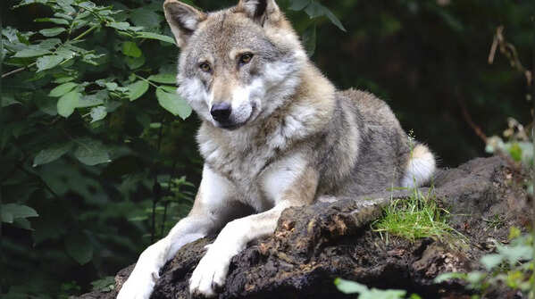 Wolves quietly shape entire ecosystems