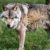 A single howl can travel for kilometers