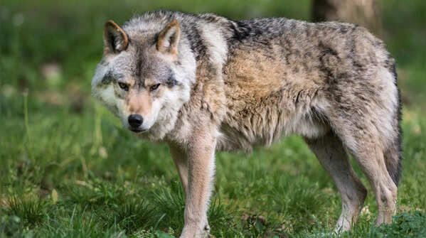 A single howl can travel for kilometers