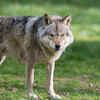 Their communication system is far more than just howling