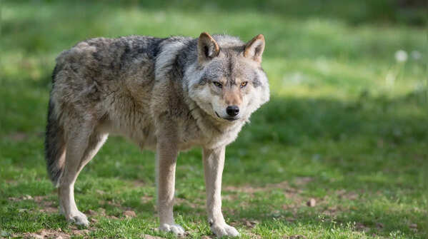 Their communication system is far more than just howling