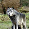 “Wolf packs” are basically families, not power struggles