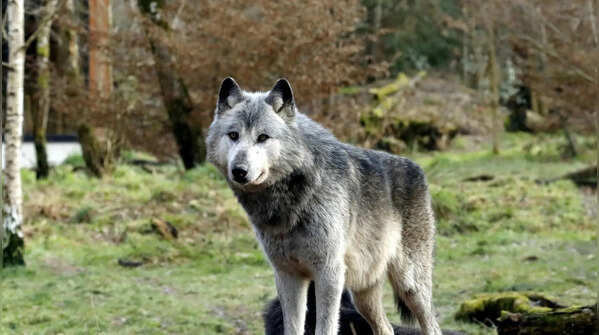 “Wolf packs” are basically families, not power struggles