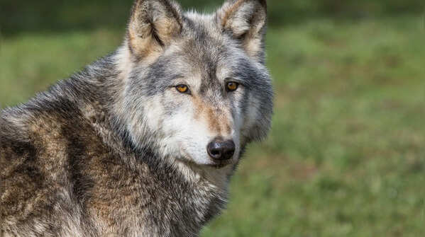Wolves aren’t what you think: 5 surprising facts about their hidden world