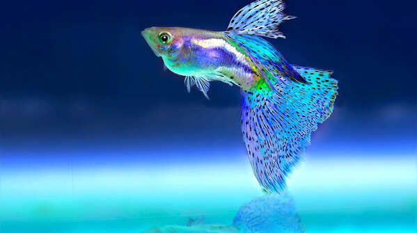 5 small fish species perfect for freshwater aquariums