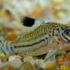 Corydoras catfish