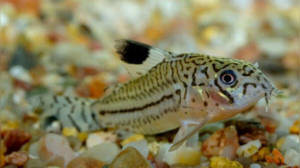 Corydoras catfish