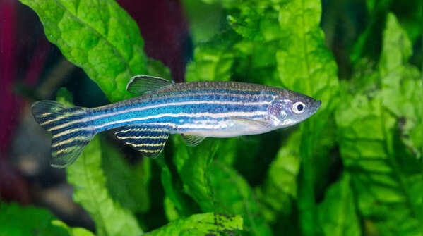 Zebra danio