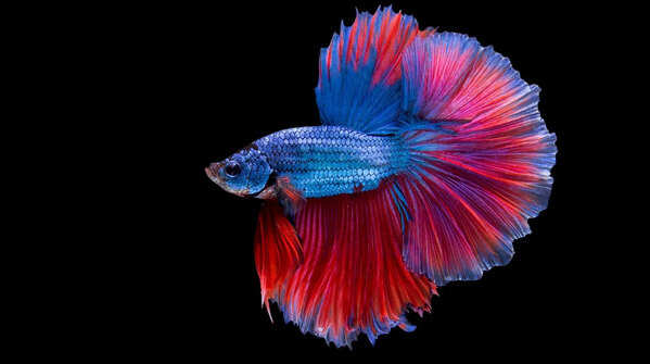 Betta fish