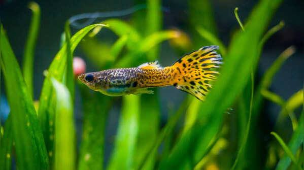 Guppy