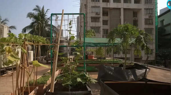 Lush terrace