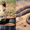 Is Antivenom effective for victims?