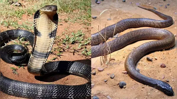 Is Antivenom effective for victims?