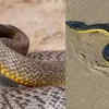 Which of these two snakes is most deadly for humans?