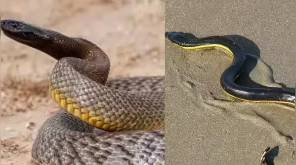 Which of these two snakes is most deadly for humans?