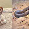 Which snake has the most toxic venom?