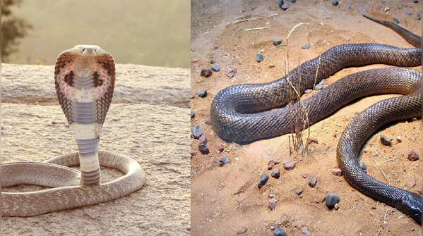 Which snake has the most toxic venom?