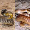 Which one is more dangerous?
