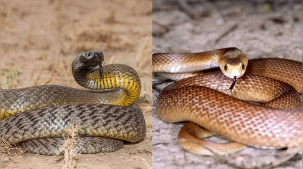 Which one is more dangerous?