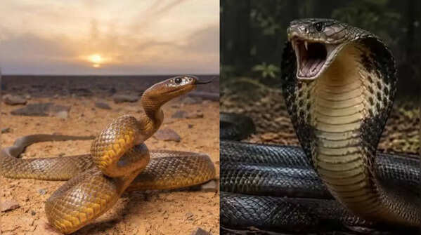 Inland Taipan vs King Cobra: Which snake is truly more dangerous?
