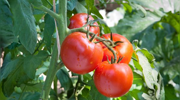 Tomatoes