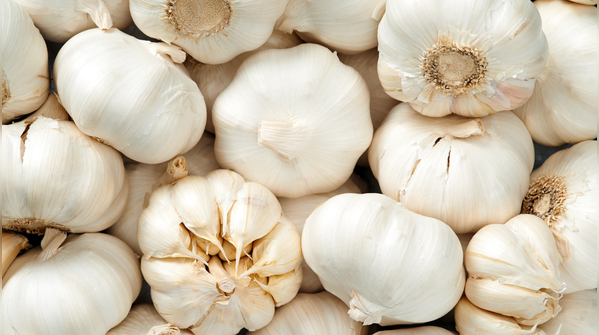 Garlic