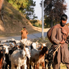 Article image for: Kashmir nomads file ‘atrocity’ complaint after demolition of their houses