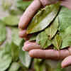 Bay Leaf