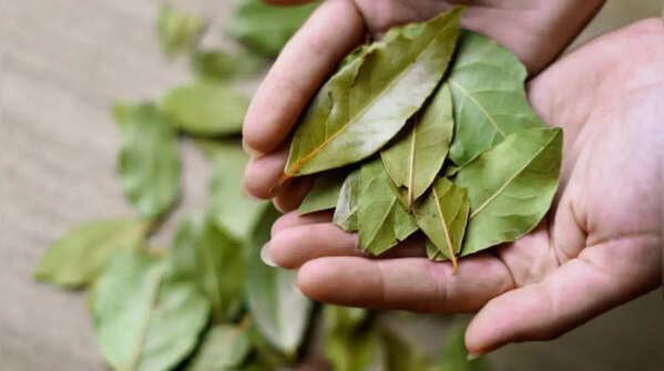 Bay Leaf