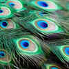 Peacock Feather
