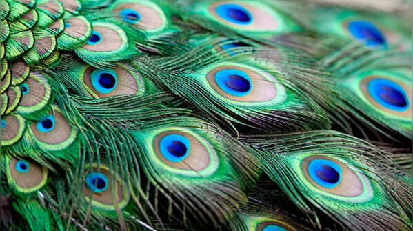 Peacock Feather
