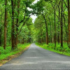 Chikmagalur to Munnar