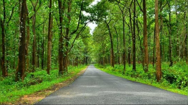 Chikmagalur to Munnar